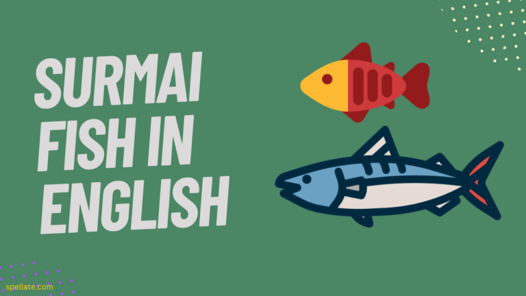 Surmai Fish In English