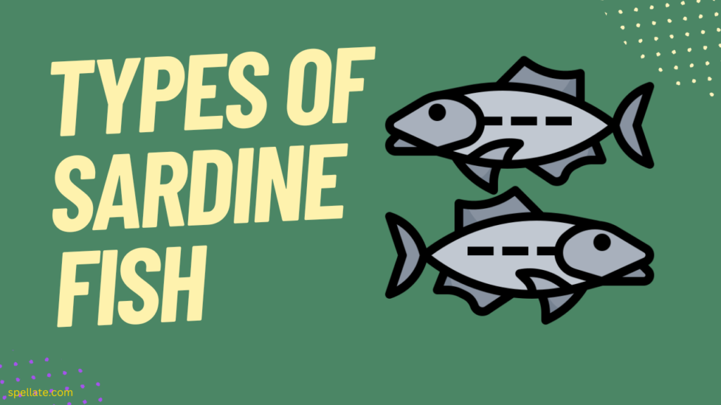 Types of Sardine Fish