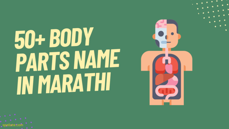 Body Parts Name In Marathi